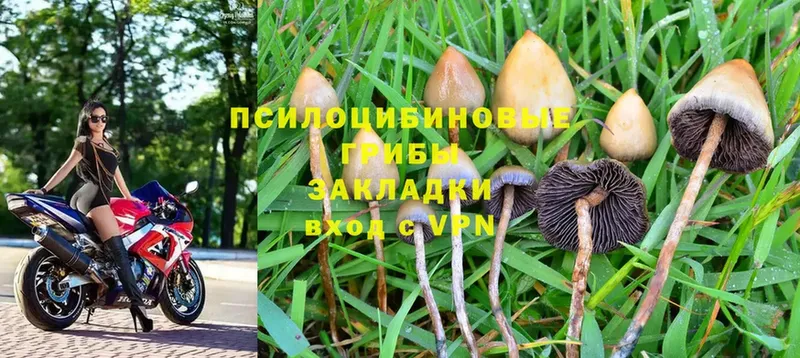 цены наркотик  Бабушкин  Псилоцибиновые грибы Psilocybine cubensis 